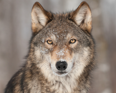 Wolf Conservation