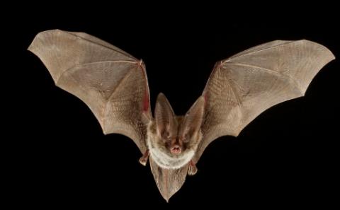 Bat